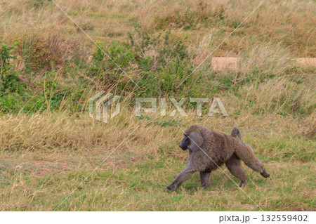Olive Baboon (Papio anubis) walking in savanna in Serengeti national park, Tanzania 132559402