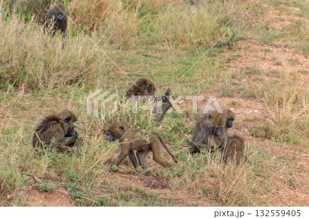Group of Olive Baboons (Papio anubis) sitting together on a ground in savanna in Serengeti national park, Tanzania Group of Olive Baboons (Papio anubis) sitting together on a ground in savanna in Serengeti national park, Tanzania 132559405