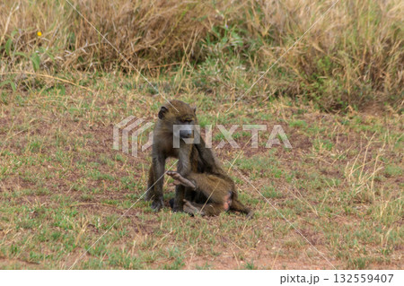 Two young olive baboons (Papio anubis) playing in savanna in Serengeti national park, Tanzania 132559407