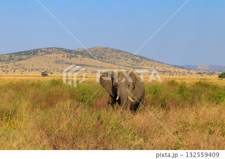 African elephant in savanna in Serengeti National park in Tanzania 132559409