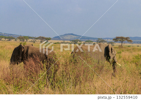 Pair of african elephants in savanna in Serengeti National park in Tanzania 132559410