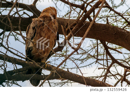 Tawny eagle (Aquila rapax) on a tree in Serengeti national park, Tanzania 132559426