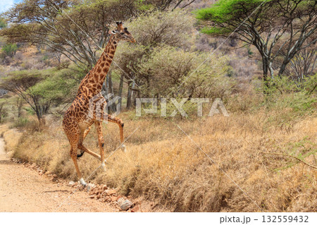 Giraffe in savanna in Serengeti national park in Tanzania. Wild nature of Tanzania, East Africa 132559432