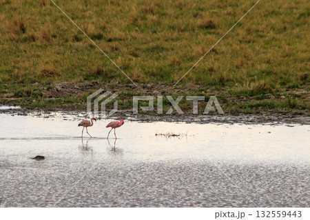 Lesser flamingo (Phoeniconaias minor) in Ngorongoro crater national park in Tanzania. Wildlife of Africa Lesser flamingo (Phoeniconaias minor) in Ngorongoro crater national park in Tanzania. Wildlife of Africa 132559443
