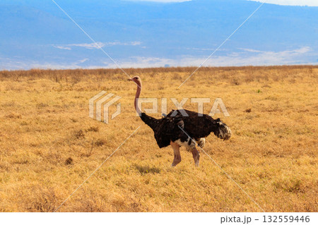 Male ostrich (Struthio camelus) in savanna in Ngorongoro Crater National park in Tanzania. Wildlife of Africa 132559446