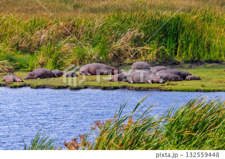 Group of hippos (Hippopotamus amphibius) laying on a lakeshore in Ngorongoro Crater national park, Tanzania Group of hippos (Hippopotamus amphibius) laying on a lakeshore in Ngorongoro Crater national park, Tanzania 132559448