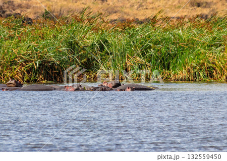 Group of hippos (Hippopotamus amphibius) in a lake in Ngorongoro Crater national park, Tanzania 132559450