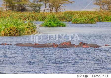Group of hippos (Hippopotamus amphibius) in a lake in Ngorongoro Crater national park, Tanzania Group of hippos (Hippopotamus amphibius) in a lake in Ngorongoro Crater national park, Tanzania 132559451