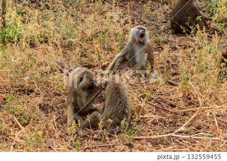Group of olive baboons (Papio anubis), also called the Anubis baboons, in Lake Manyara National Park in Tanzania 132559455