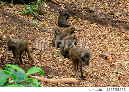 Group of olive baboons (Papio anubis), also called the Anubis baboons, in Lake Manyara National Park in Tanzania 132559458