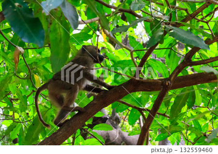 Olive baboon (Papio anubis), also called the Anubis baboon, on a tree in Lake Manyara National Park in Tanzania Olive baboon (Papio anubis), also called the Anubis baboon, on a tree in Lake Manyara National Park in Tanzania 132559460