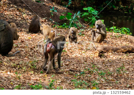 Group of olive baboons (Papio anubis), also called the Anubis baboons, in Lake Manyara National Park in Tanzania 132559462