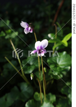 花壇に咲くかわいいパンダスミレの花 132559482