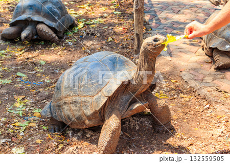 Person hand feeding aldabra giant tortoise on Prison island, Zanzibar in Tanzania 132559505