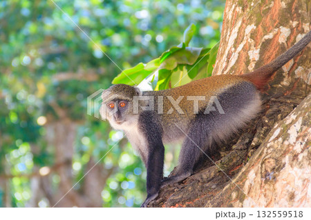 Sykes' monkey (Cercopithecus albogularis), also known as the white-throated monkey or Samango monkey sitting on a tree in Jozani forest on Zanzibar, Tanzania Sykes' monkey (Cercopithecus albogularis), also known as the white-throated monkey or Samango monkey sitting on a tree in Jozani forest on Zanzibar, Tanzania 132559518