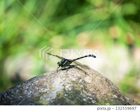 夏の川辺の岩の上のコオニヤンマ トンボ 夏の川辺の岩の上のコオニヤンマ トンボ 132559697