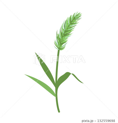 シンプルなねこじゃらしのイラスト シンプルなねこじゃらしのイラスト 132559698