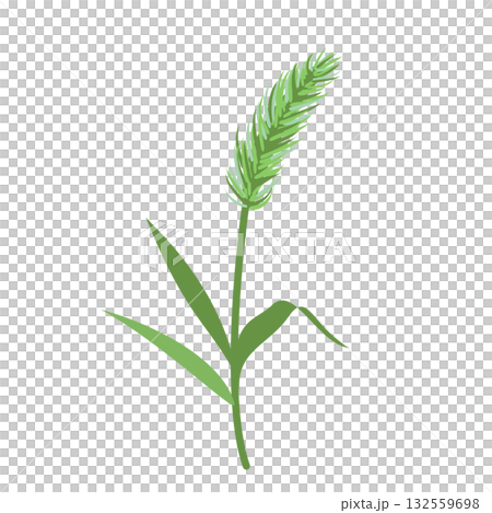 シンプルなねこじゃらしのイラスト シンプルなねこじゃらしのイラスト 132559698