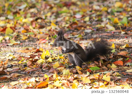squirrel in the autumn forest squirrel in the autumn forest 132560048