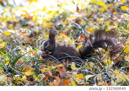squirrel in the autumn forest squirrel in the autumn forest 132560049