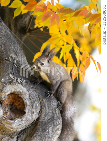 squirrel in the autumn forest 132560051