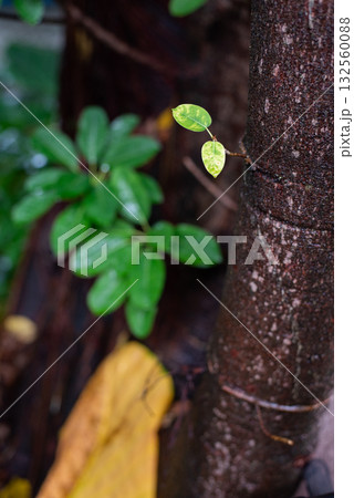 生えたばかりと生育した状態と枯れた状態の葉 132560088