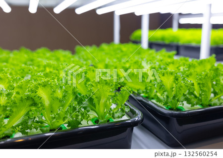 Indoor vegetable farm, Organic green oak salad plant planting at room with lighting eco system Indoor vegetable farm, Organic green oak salad plant planting at room with lighting eco system 132560254