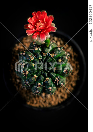 Gymnocakycium baldianum Blossom: An enchanting top-down perspective showcases a vibrant red flower blooming atop a succulent cactus, nestled in a pot. 132560417