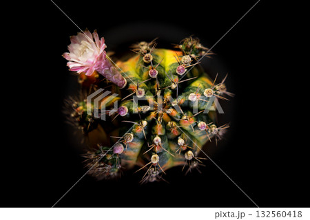 Blooming Gymnocalycium from Above: A striking high-angle view captures the intricate detail of a vibrant cactus in full bloom, a testament to the resilience and beauty found in nature's artistry. Blooming Gymnocalycium from Above: A striking high-angle view captures the intricate detail of a vibrant cactus in full bloom, a testament to the resilience and beauty found in nature's artistry. 132560418