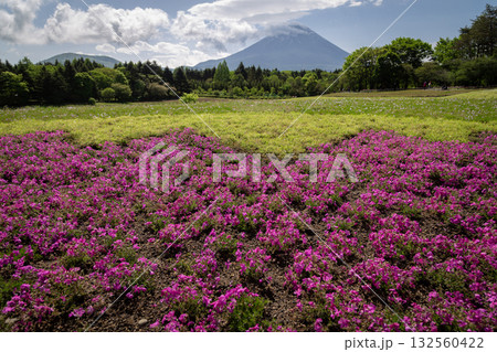 Shibazakura or Pink Moss Flowers, the beauty of a field of bright pink flowers, contrasting with the backdrop of the beautiful Mount Fuji of Japan. Shibazakura or Pink Moss Flowers, the beauty of a field of bright pink flowers, contrasting with the backdrop of the beautiful Mount Fuji of Japan. 132560422
