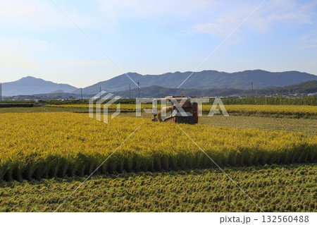 A rural scene of the rice harvesting with a combine harvester. A rural scene of the rice harvesting with a combine harvester. 132560488
