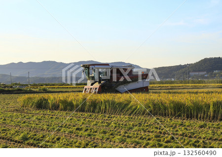 combine in the rice fields combine in the rice fields 132560490