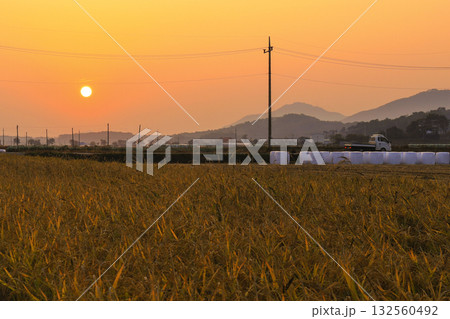 sunset in the rice fields 132560492