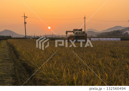 A rural scene of the rice harvesting with a combine harvester. 132560494