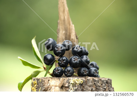 A close-up of fresh aronia berries on a wooden surface with a blurred green background. 132560570