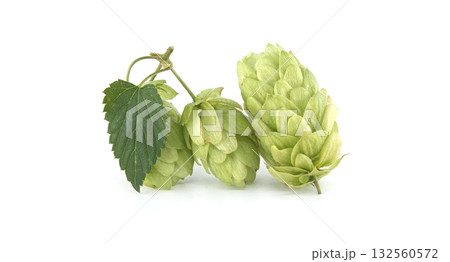 Fresh green hops with a leaf isolated on a white background. 132560572
