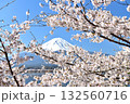 春の晴天の日に満開桜の隙間から見える富士山 132560716