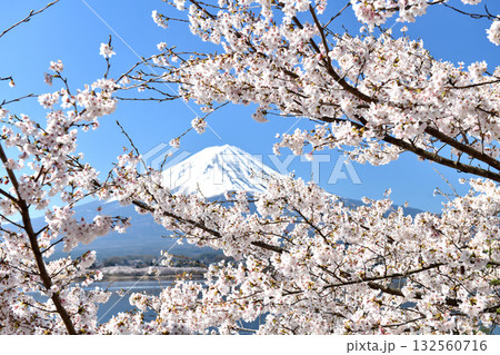 春の晴天の日に満開桜の隙間から見える富士山 132560716