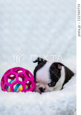 ボストンテリアの仔犬 132560734