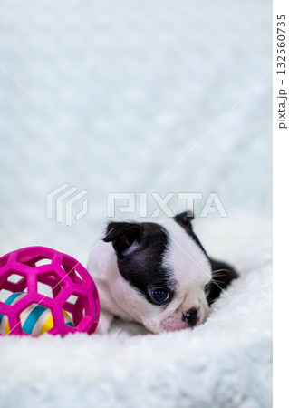 ボストンテリアの仔犬 ボストンテリアの仔犬 132560735