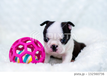 ボストンテリアの仔犬 ボストンテリアの仔犬 132560736