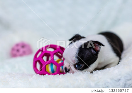 ボストンテリアの仔犬 ボストンテリアの仔犬 132560737