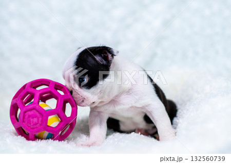 ボストンテリアの仔犬 132560739