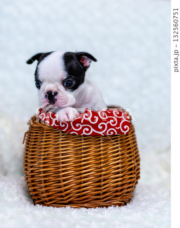 ボストンテリアの仔犬 ボストンテリアの仔犬 132560751