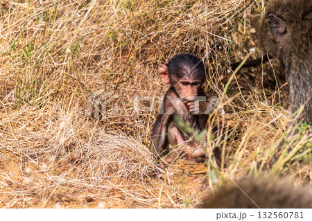 Baboons in Samburu national reserve 132560781