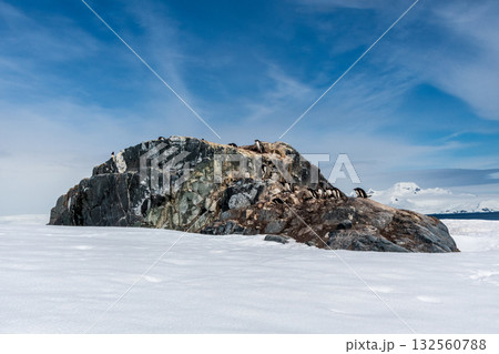 Gentoo Penguin Colony at Sierra Cove 132560788