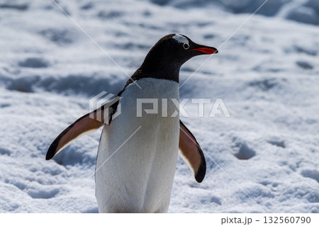 Close-up of a Gentoo Penguin on Trinity Island. 132560790