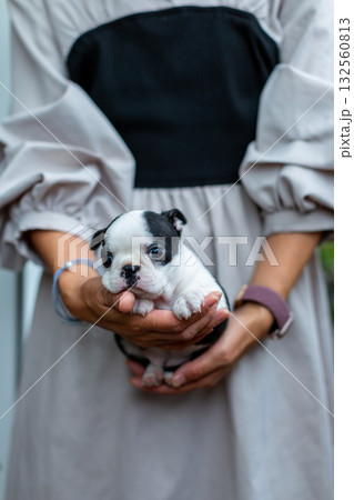 ボストンテリアの仔犬と女性 132560813