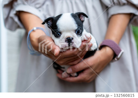 ボストンテリアの仔犬と女性 ボストンテリアの仔犬と女性 132560815