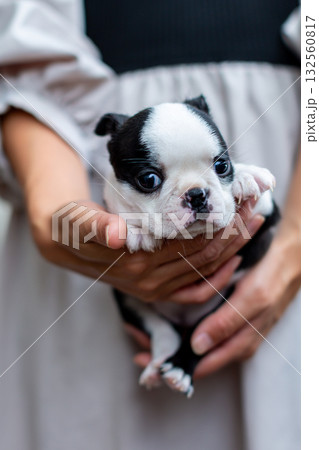 ボストンテリアの仔犬と女性 ボストンテリアの仔犬と女性 132560817